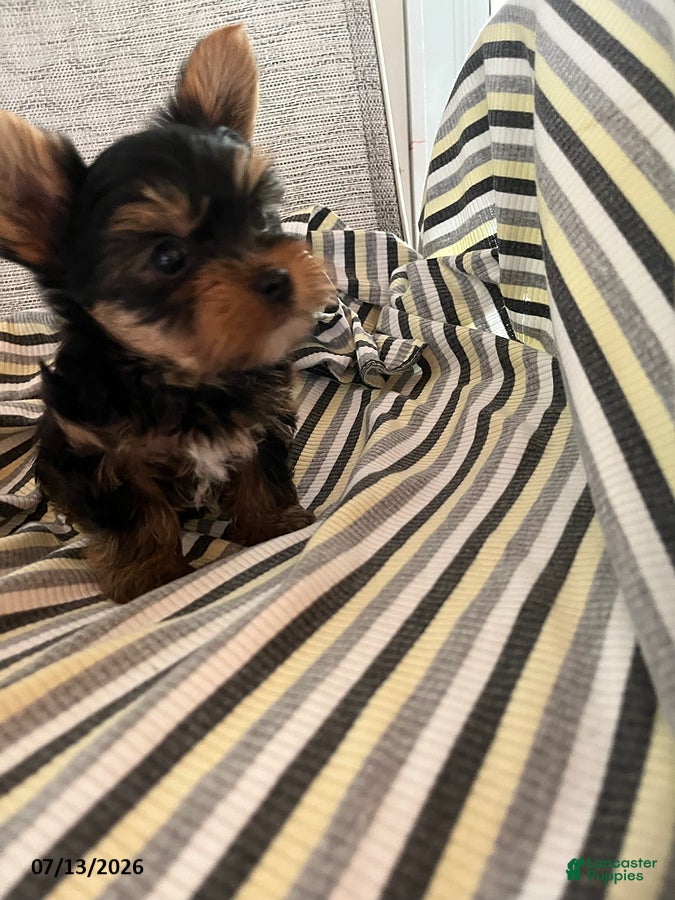 Yorkshire Terrier dogs for sale: Marlin - Ad 4