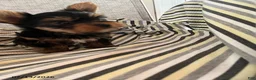 Yorkshire Terrier dogs for sale: Marlin - Ad 1