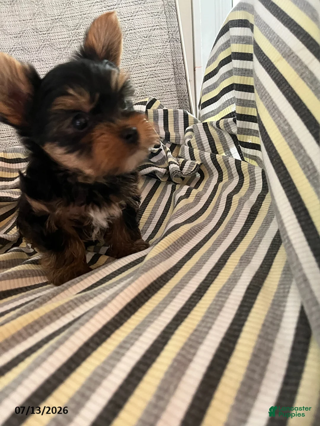 Yorkshire Terrier dogs for sale: Marlin - Ad 1