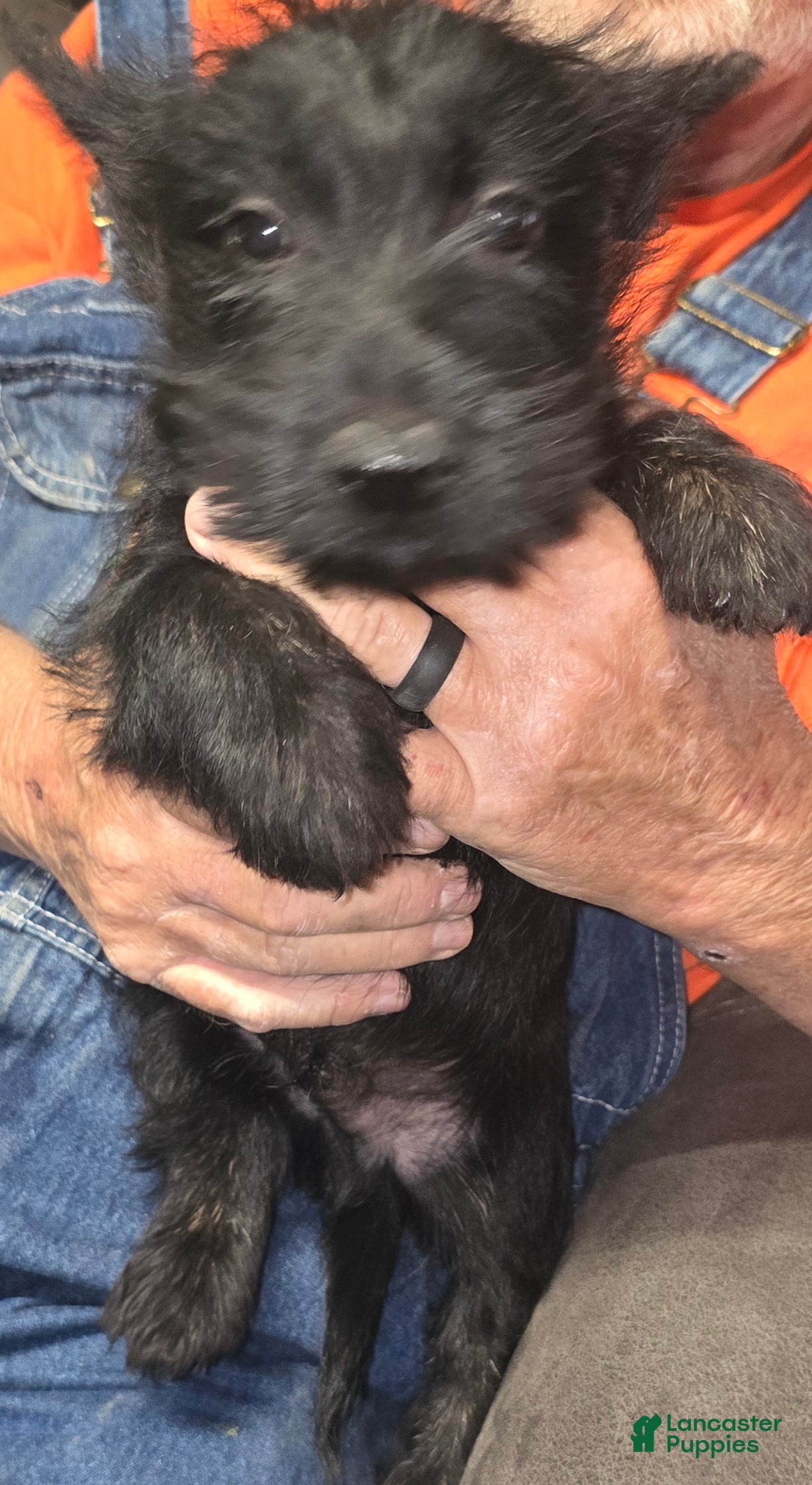 Scottish Terrier dogs Scottish Terrier 4 - Ad 12