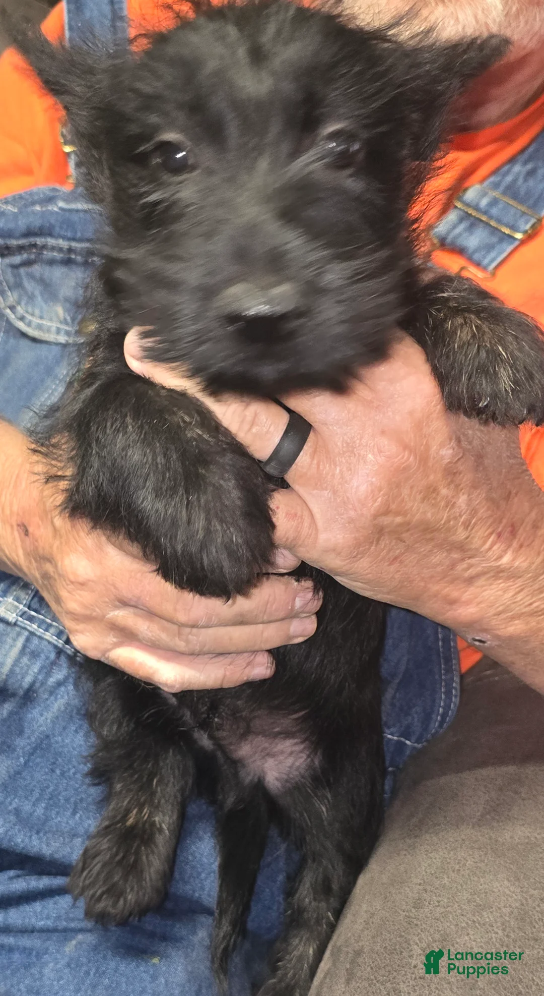Scottish Terrier dogs for sale: Scottish Terrier 4 - Ad 1