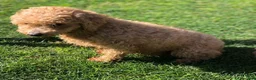 Cockapoo dogs for sale: Cockapoo 2 - Ad 2