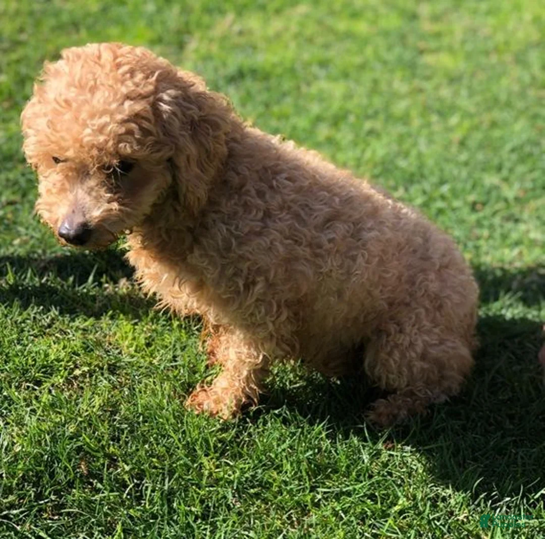 Cockapoo dogs for sale: Cockapoo 2 - Ad 2