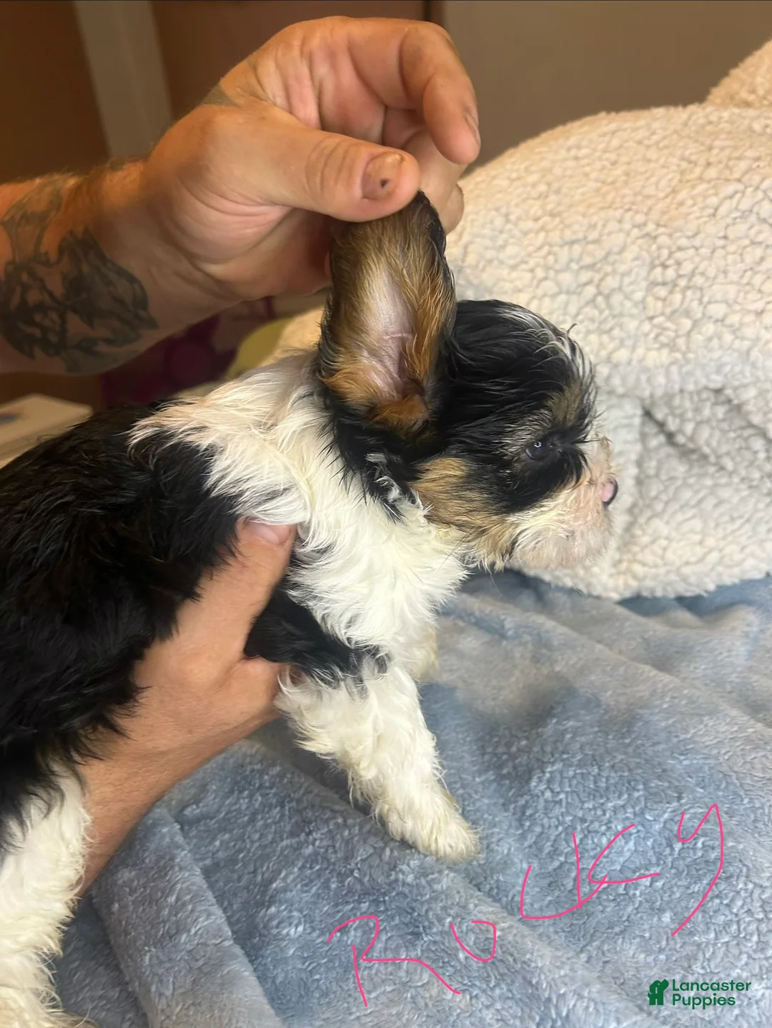 Teddy Bear dogs for sale: Rocky  - Ad 2