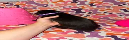 Cane Corso dogs for sale: Purple Collar Female - Ad 5