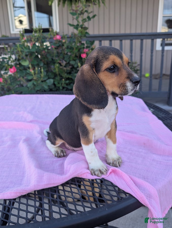 Beagle dogs Bella - Ad 2