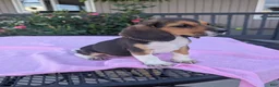 Beagle dogs for sale: Bella - Ad 2