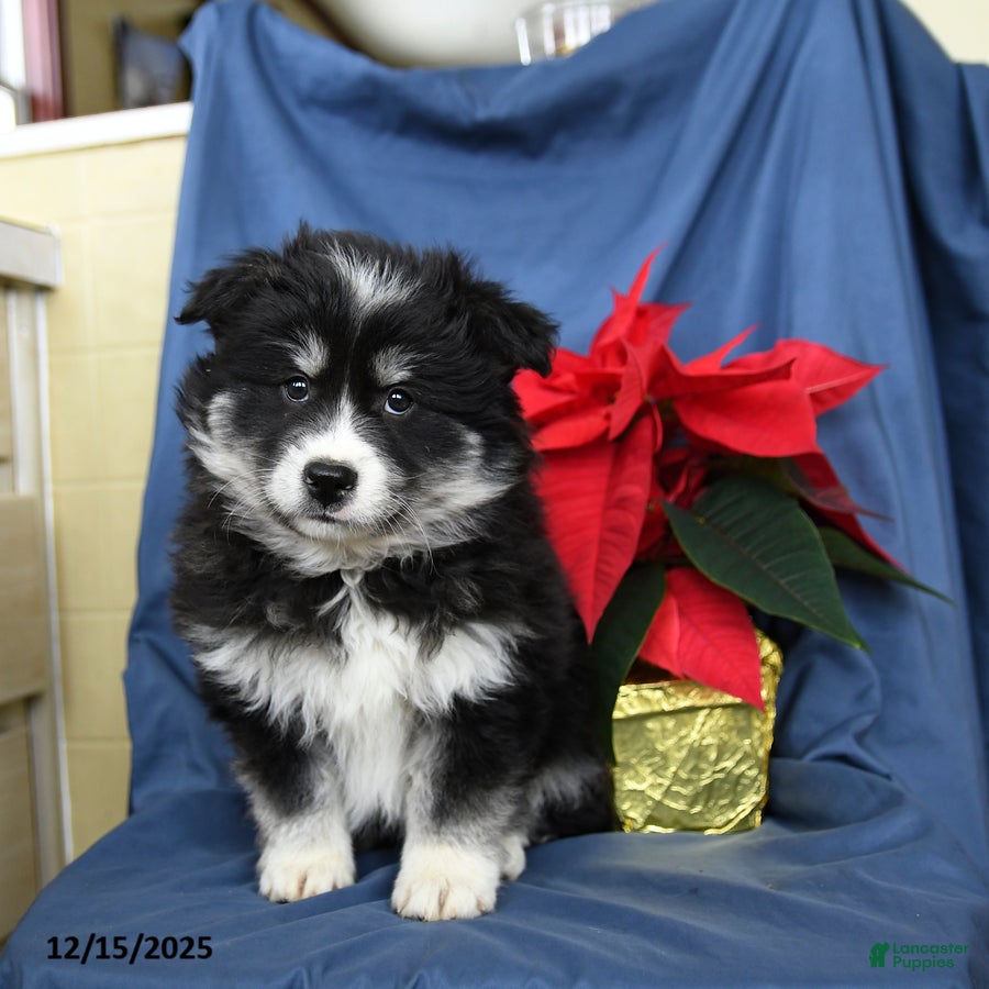 Mixed Breed dogs Craig - Ad 12