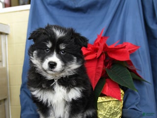 Mixed Breed dogs Craig - Ad 2