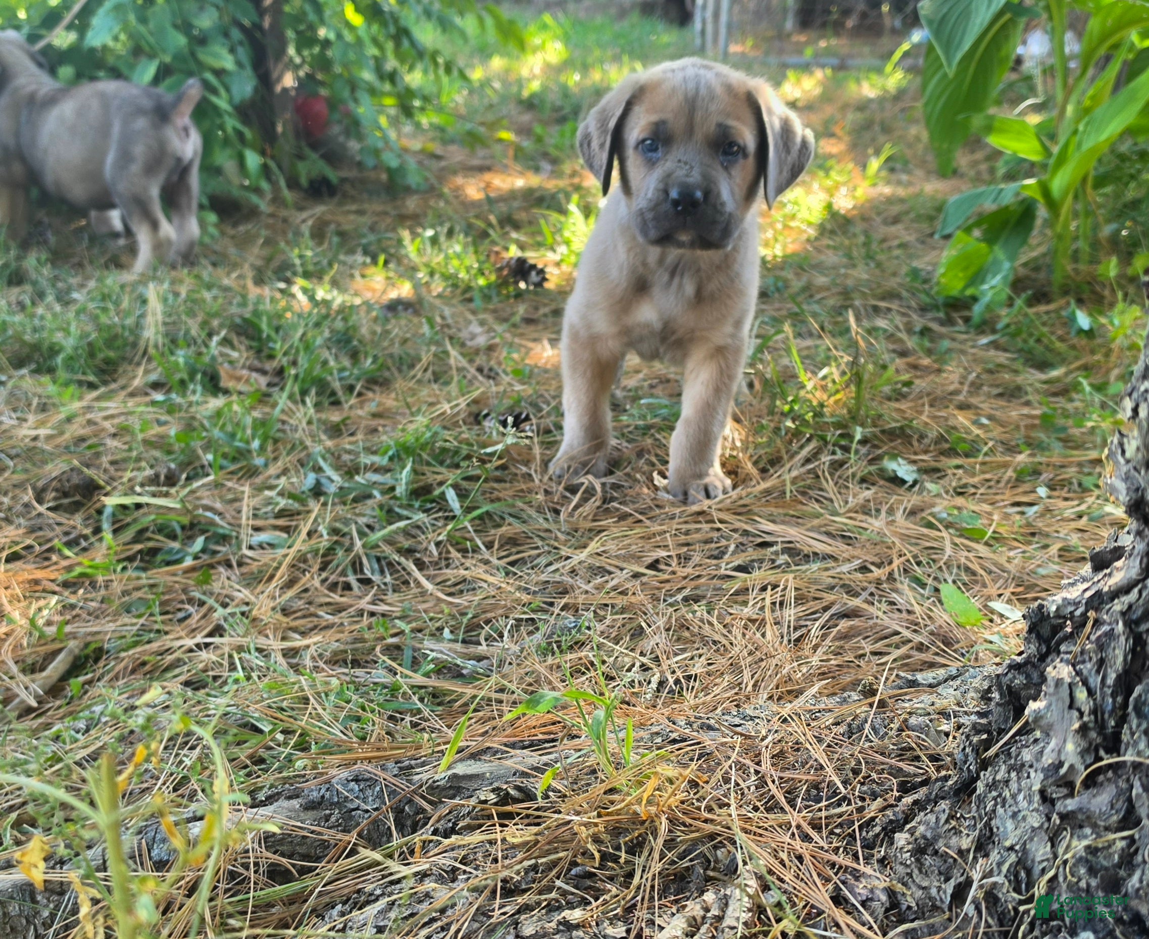 Cane Corso dogs for sale: Thor - Ad 1