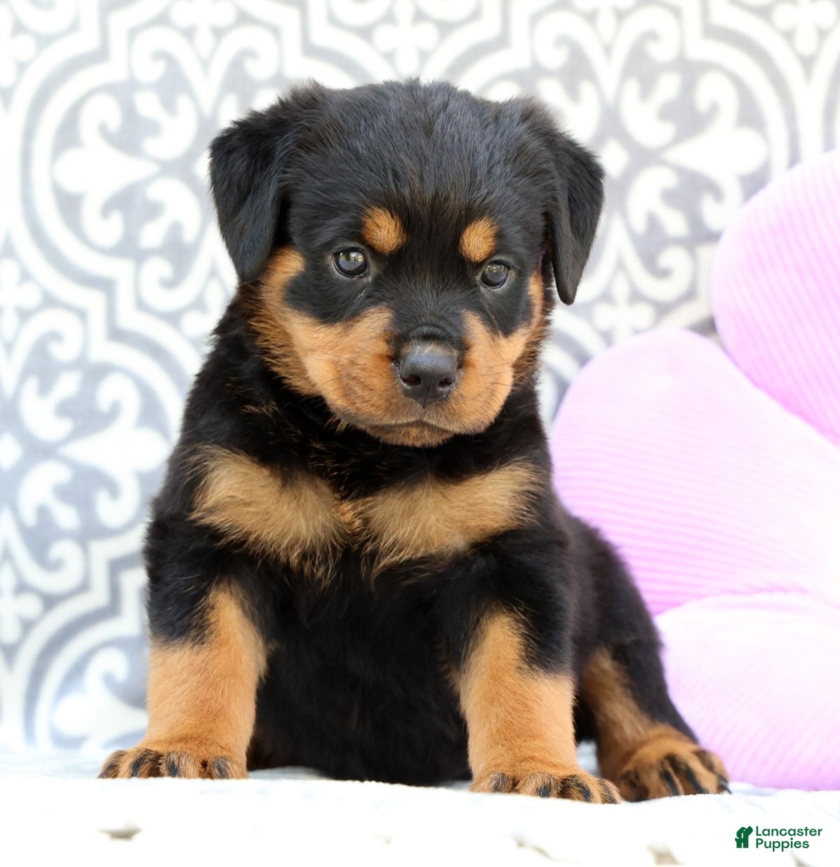 Rottweiler dogs Misty - Ad 2