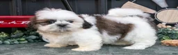 Shih Tzu dogs for sale: Cooper - Ad 1
