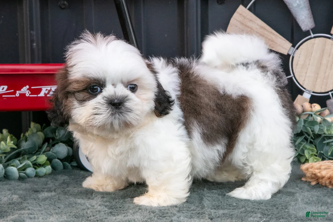 Shih Tzu dogs for sale: Cooper - Ad 1