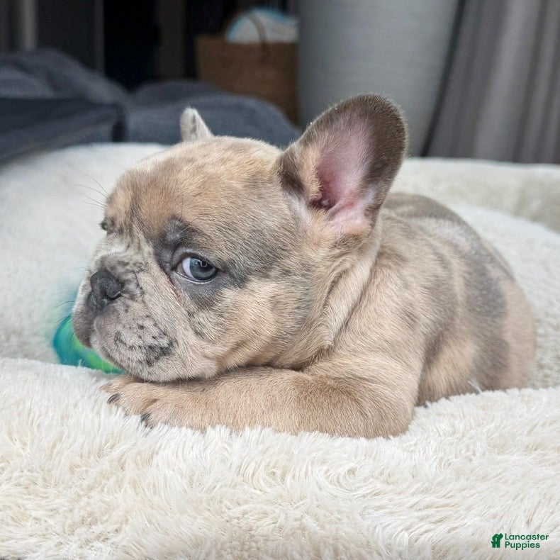 French Bulldog dogs for sale: Sprout  - Ad 1
