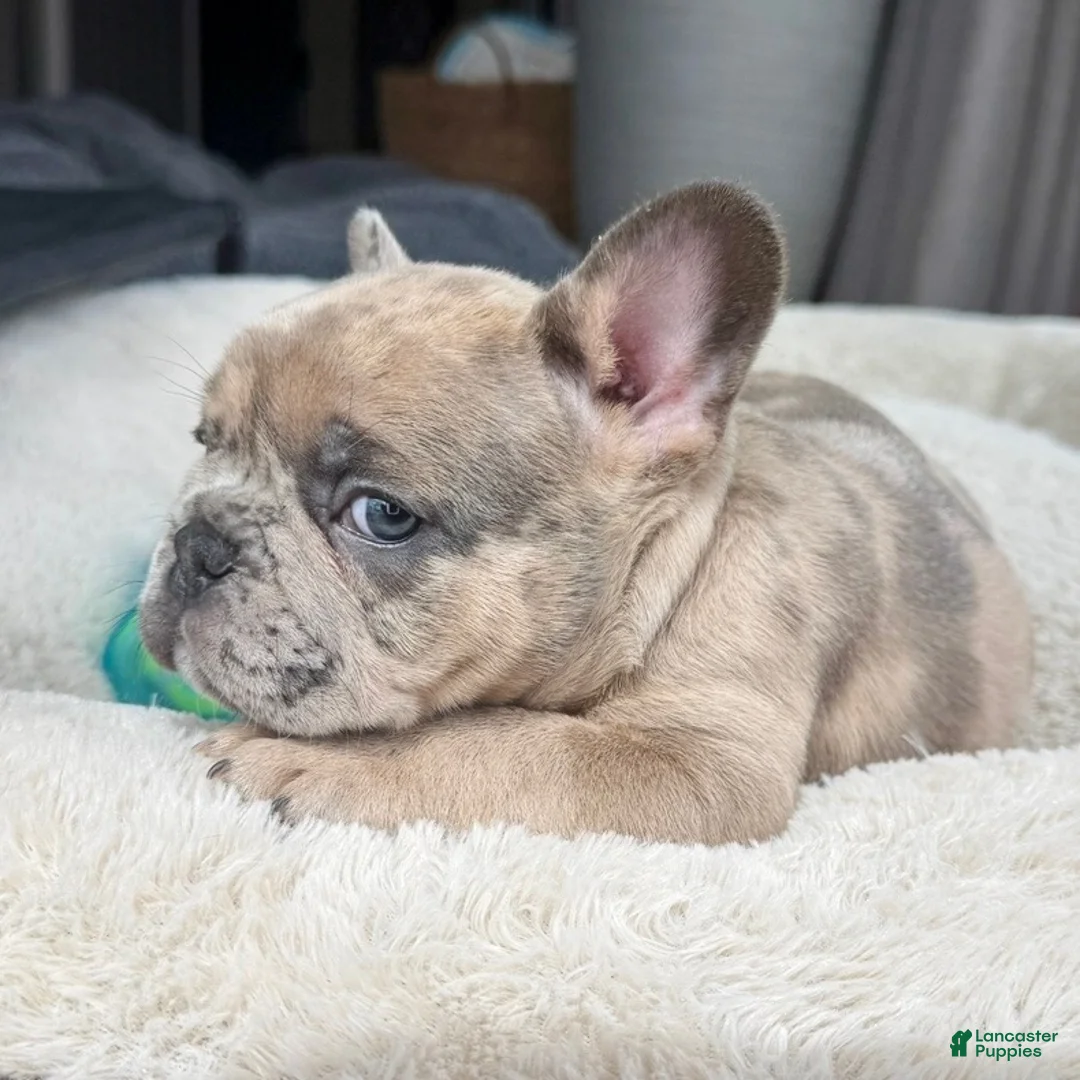 French Bulldog dogs for sale: Sprout  - Ad 1