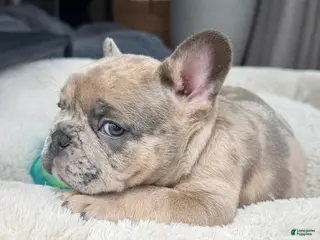 French Bulldog dogs for sale: Sprout - Ad 1