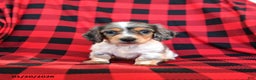 Miniature Dachshund dogs for sale: Piper - Ad 3
