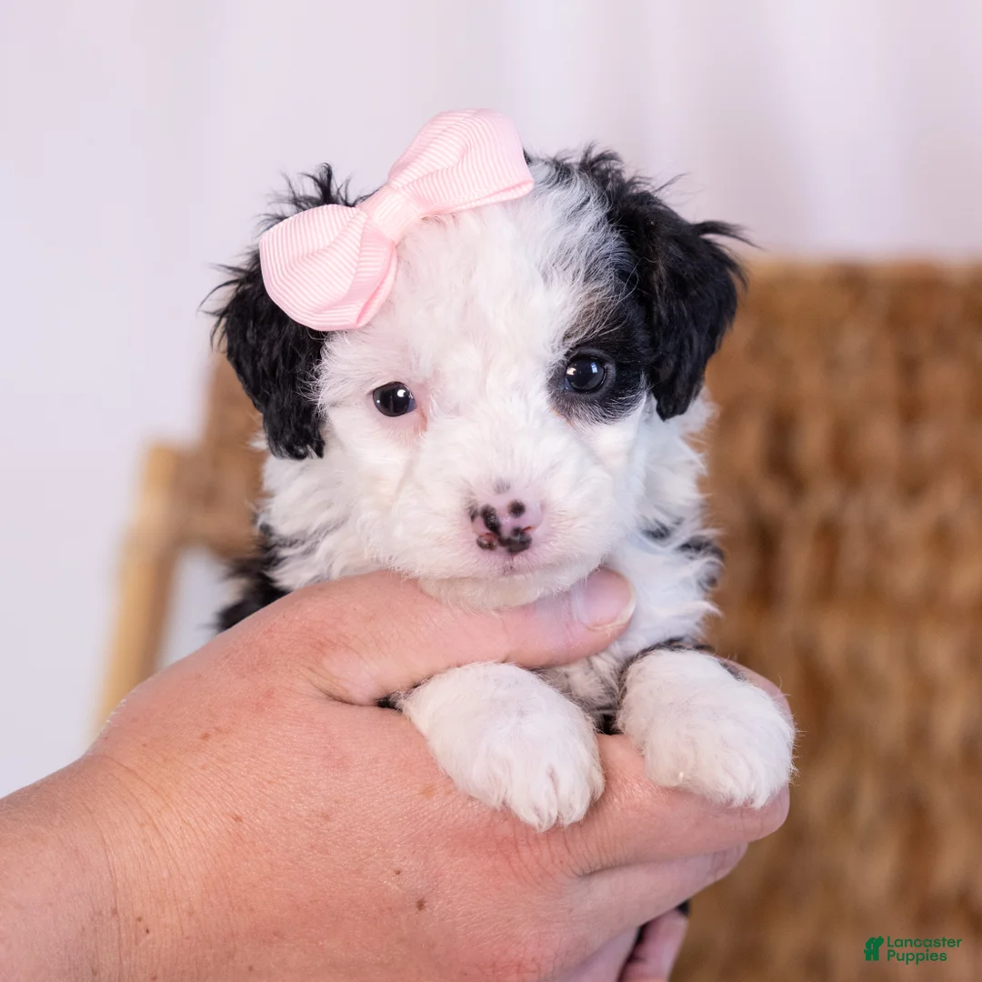 Mini Bernedoodle dogs for sale: Kim - Ad 1