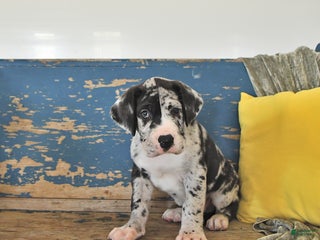 Great Dane dogs - Ad 27