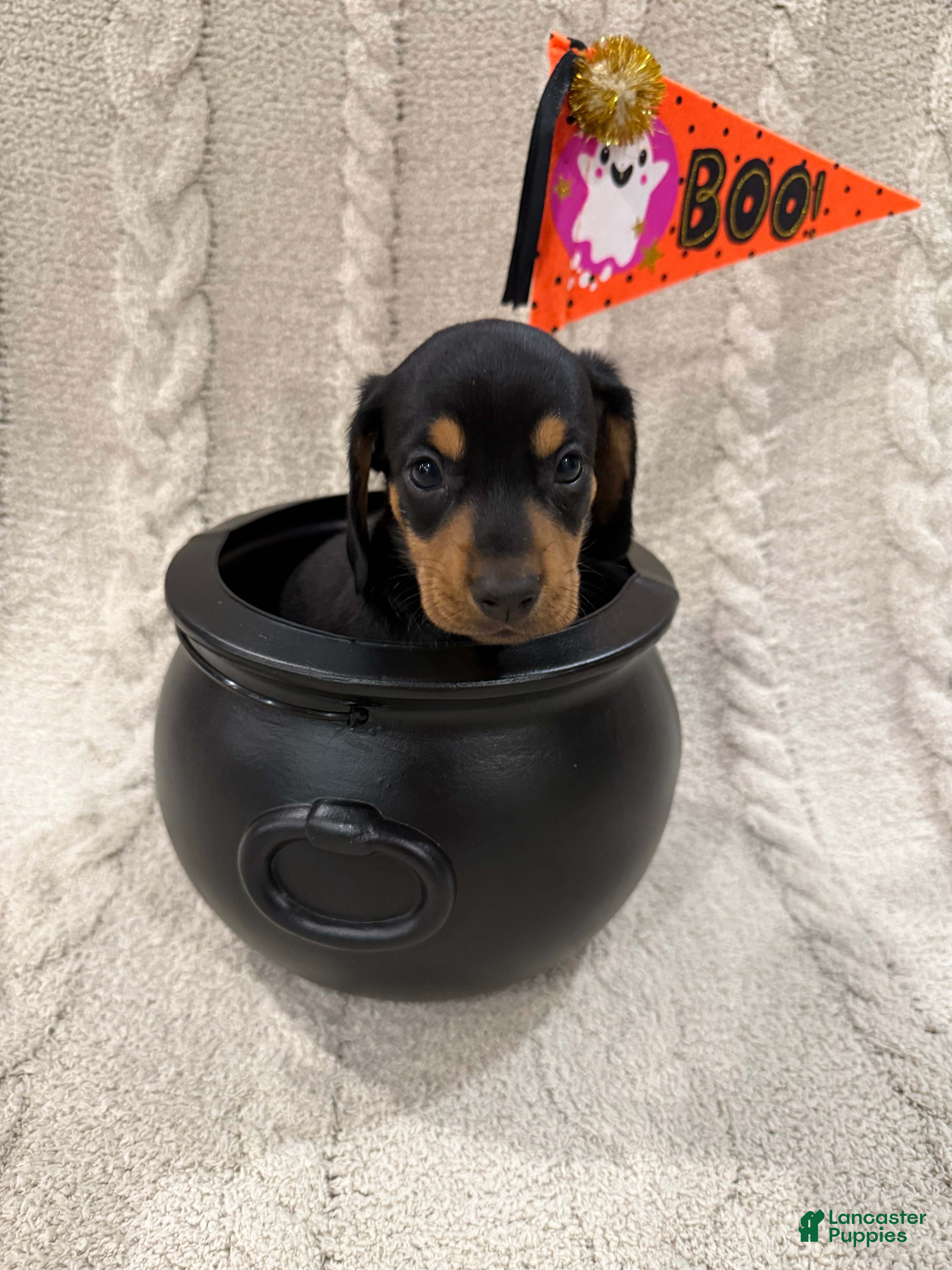 Dachshund dogs Dachshund Puppy 1 - Ad 10