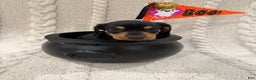 Dachshund dogs for sale: Dachshund Puppy 1 - Ad 1
