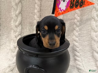 Dachshund dogs Dachshund Puppy 1 - Ad 10