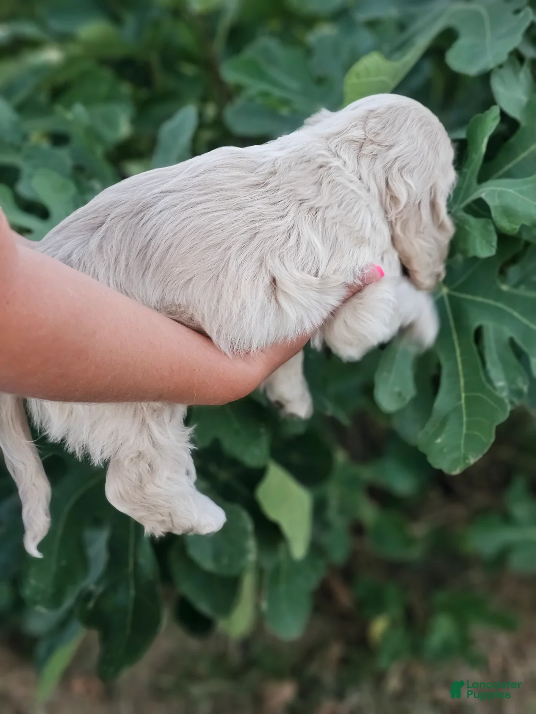 Cocker Spaniel dogs for sale: Patrick - Ad 6
