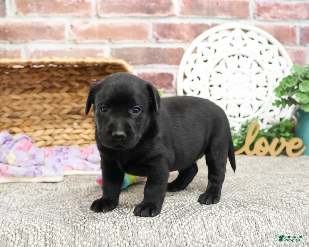 Labrador Retriever dogs for sale: Leah - Ad 10