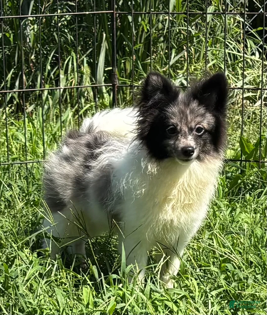 Pomeranian dogs for sale: Pomeranian 1 - Ad 2