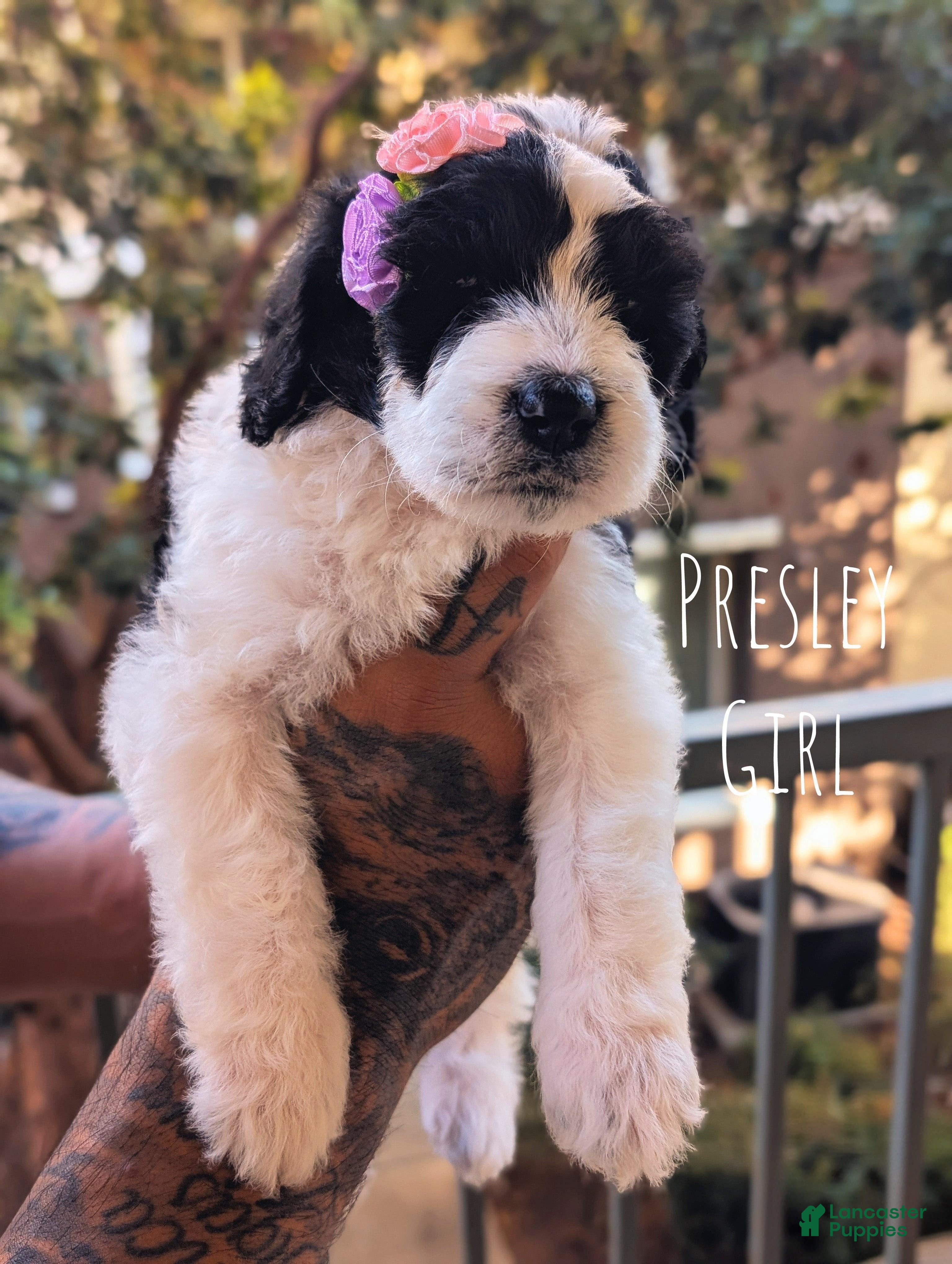 Mixed Breed dogs PRESLEY GIRL - Ad 14