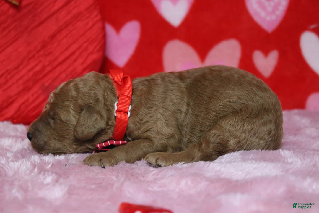 Goldendoodle dogs for sale: Fanta  - Ad 7