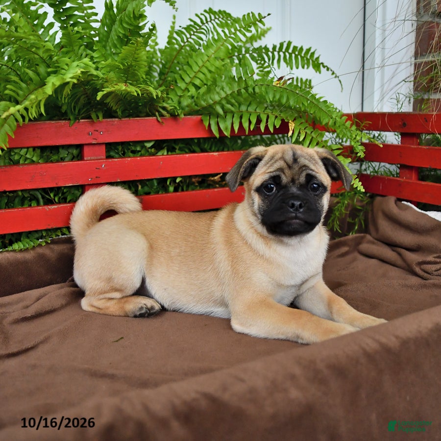 Mixed Breed dogs Sunflower - Ad 1
