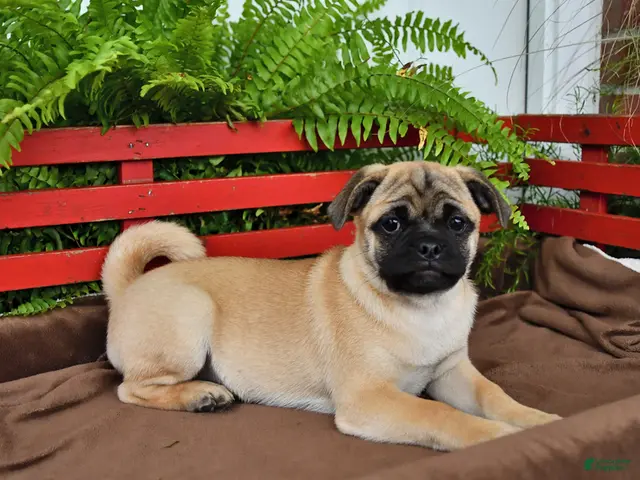 Mixed Breed dogs Sunflower - Ad 1