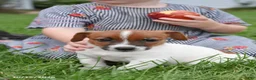 Jack Russell Terrier dogs for sale: Pumpkin - Ad 3