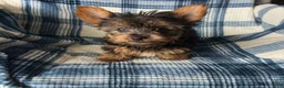 Yorkshire Terrier dogs for sale: Scotty-Yorkshire Terrier 2 - Ad 4