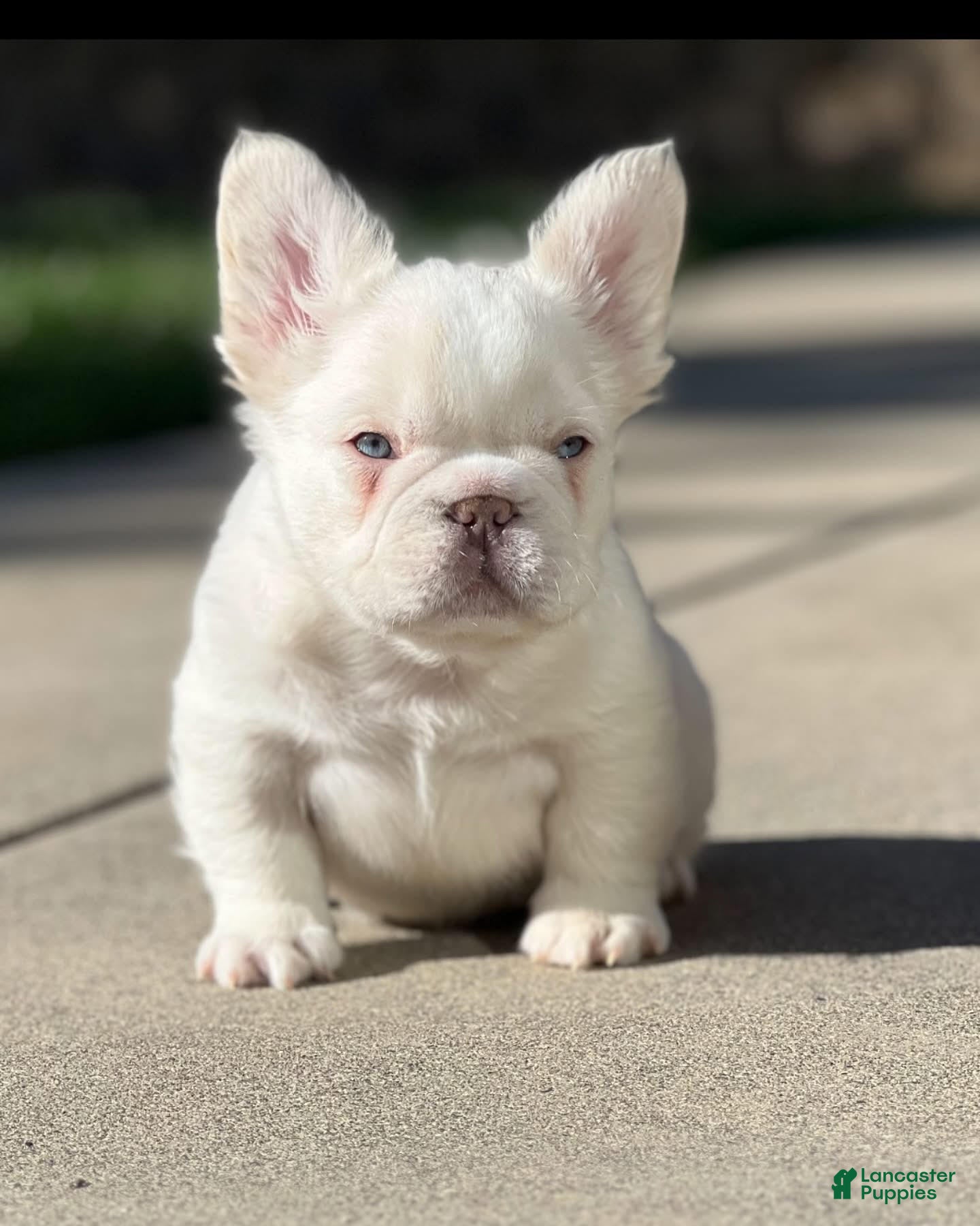 French Bulldog dogs John Wick - Ad 14