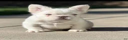 French Bulldog dogs for sale: John Wick - Ad 1
