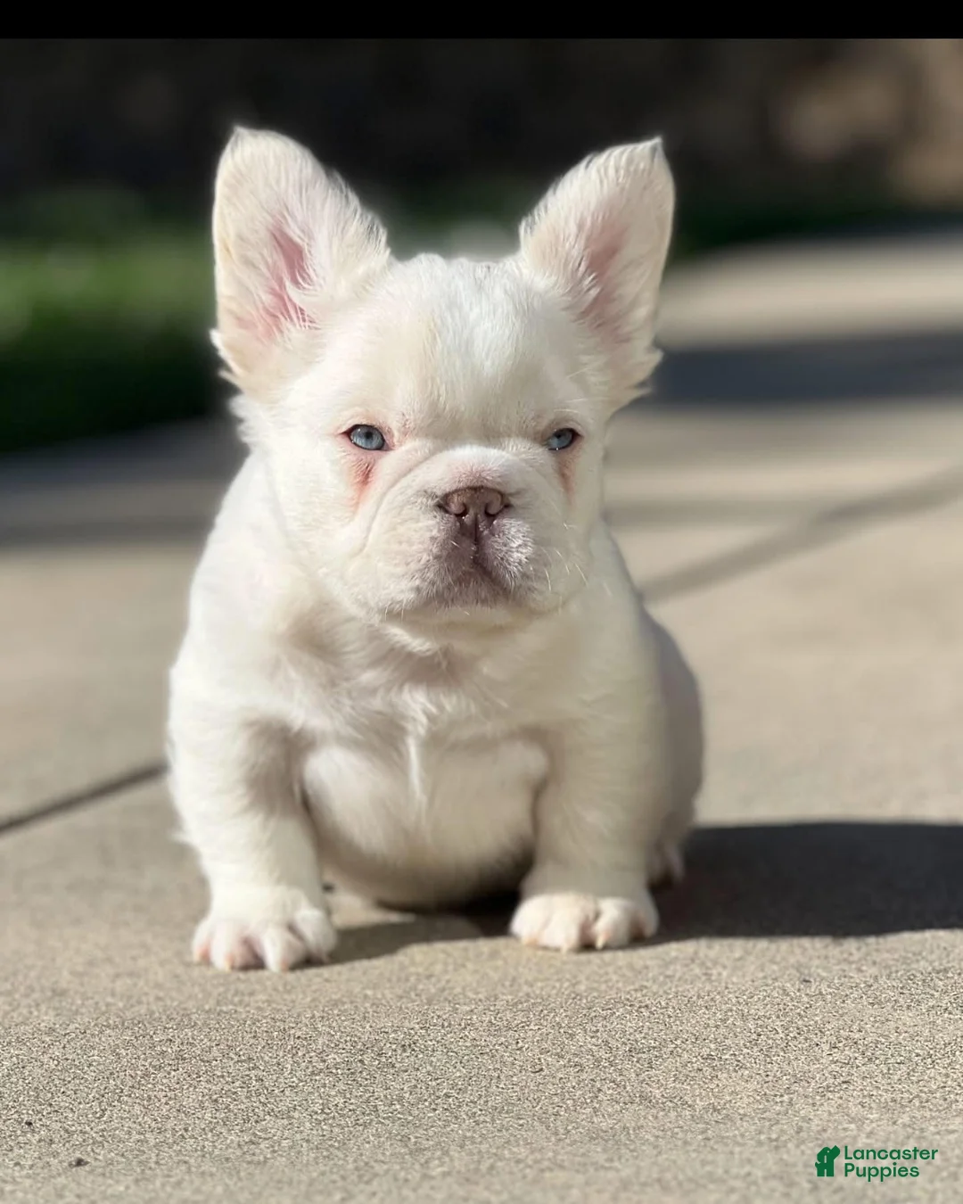 French Bulldog dogs for sale: John Wick - Ad 1