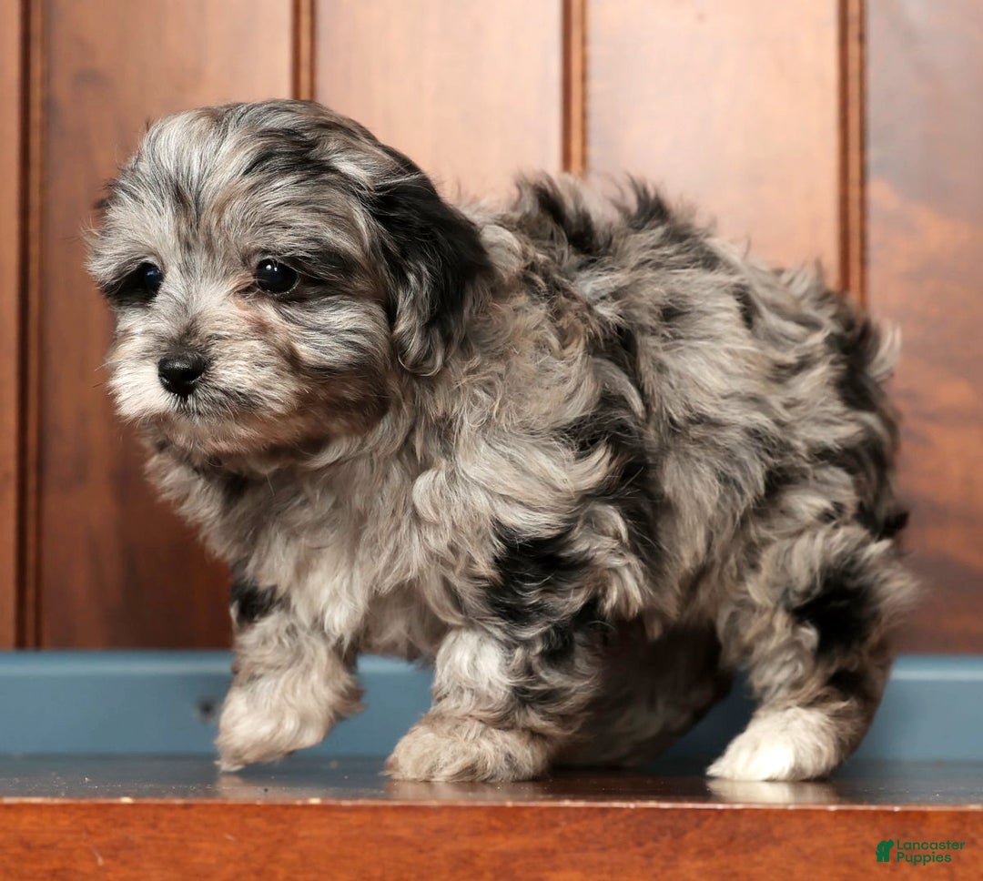 Pomapoo dogs for sale: Thad - Ad 7