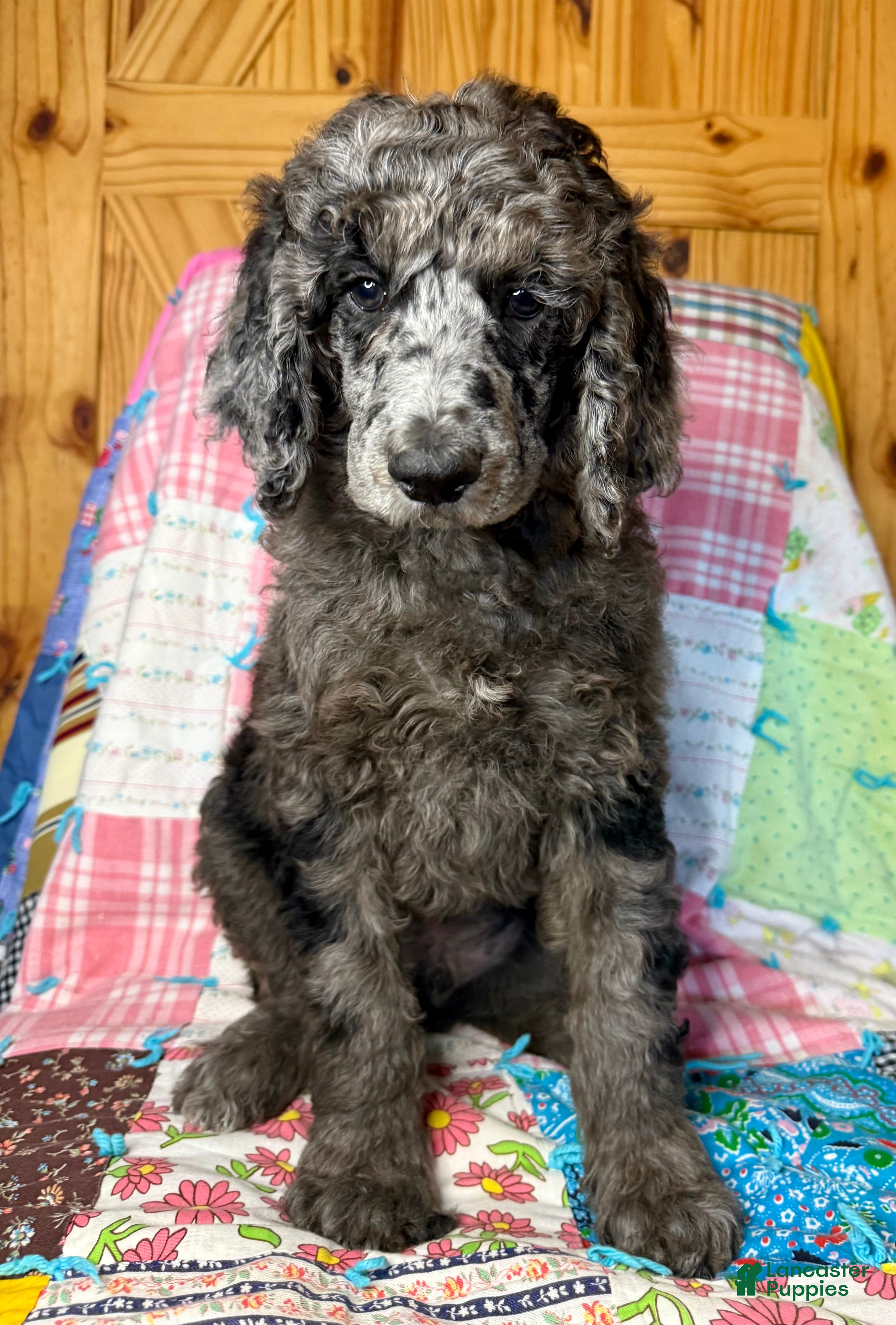 Standard Poodle dogs Gucci - Ad 1