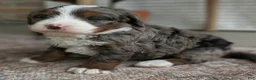 Bernedoodle dogs for sale: Sophie  - Ad 4