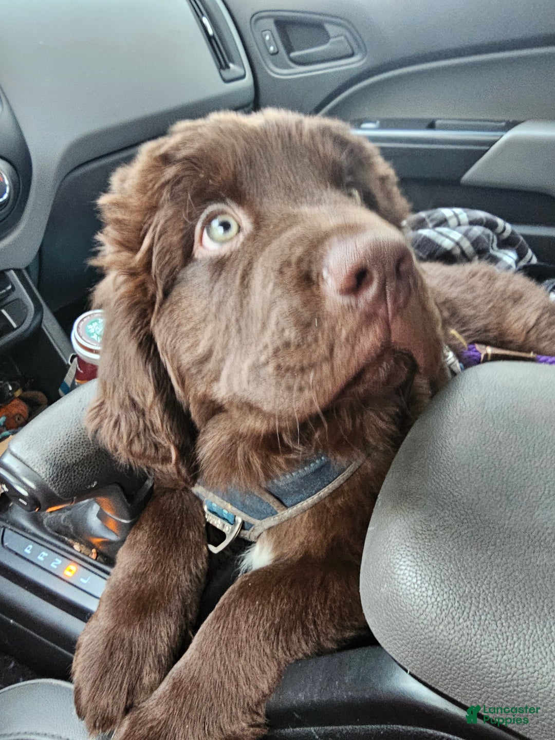 Newfoundland dogs for sale: Newfoundland Puppy 1 - Ad 6