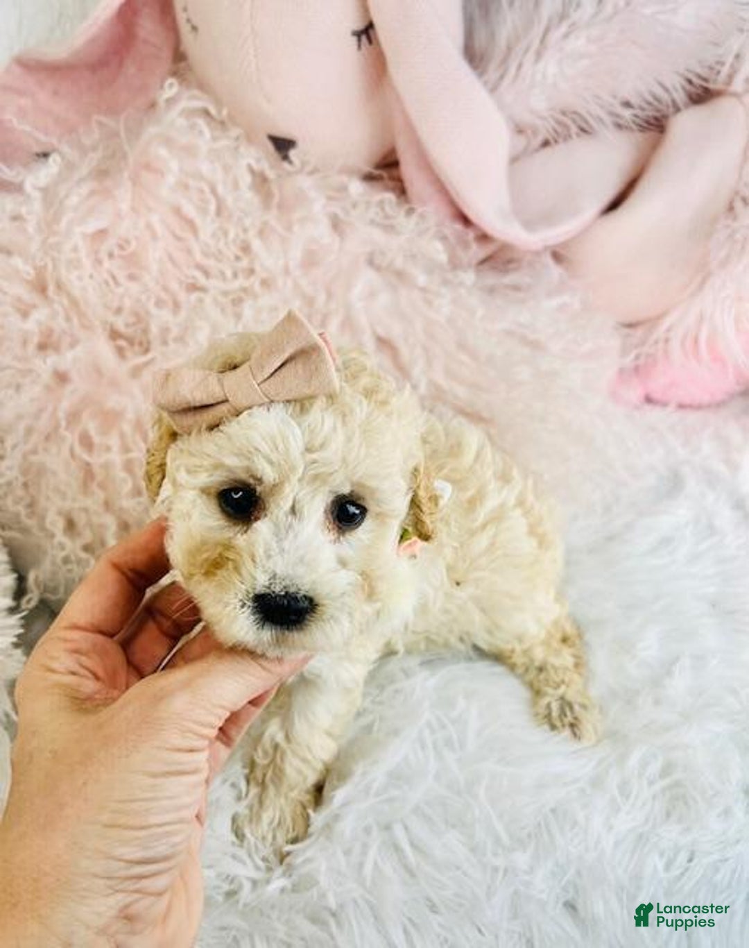 Cavapoo dogs for sale: Cavapoo Puppy 1 - Ad 1