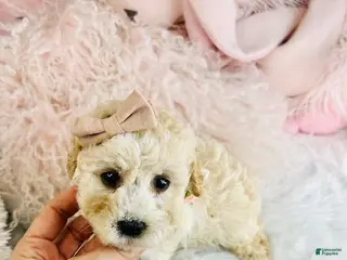 Cavapoo dogs Cavapoo Puppy 1 - Ad 15