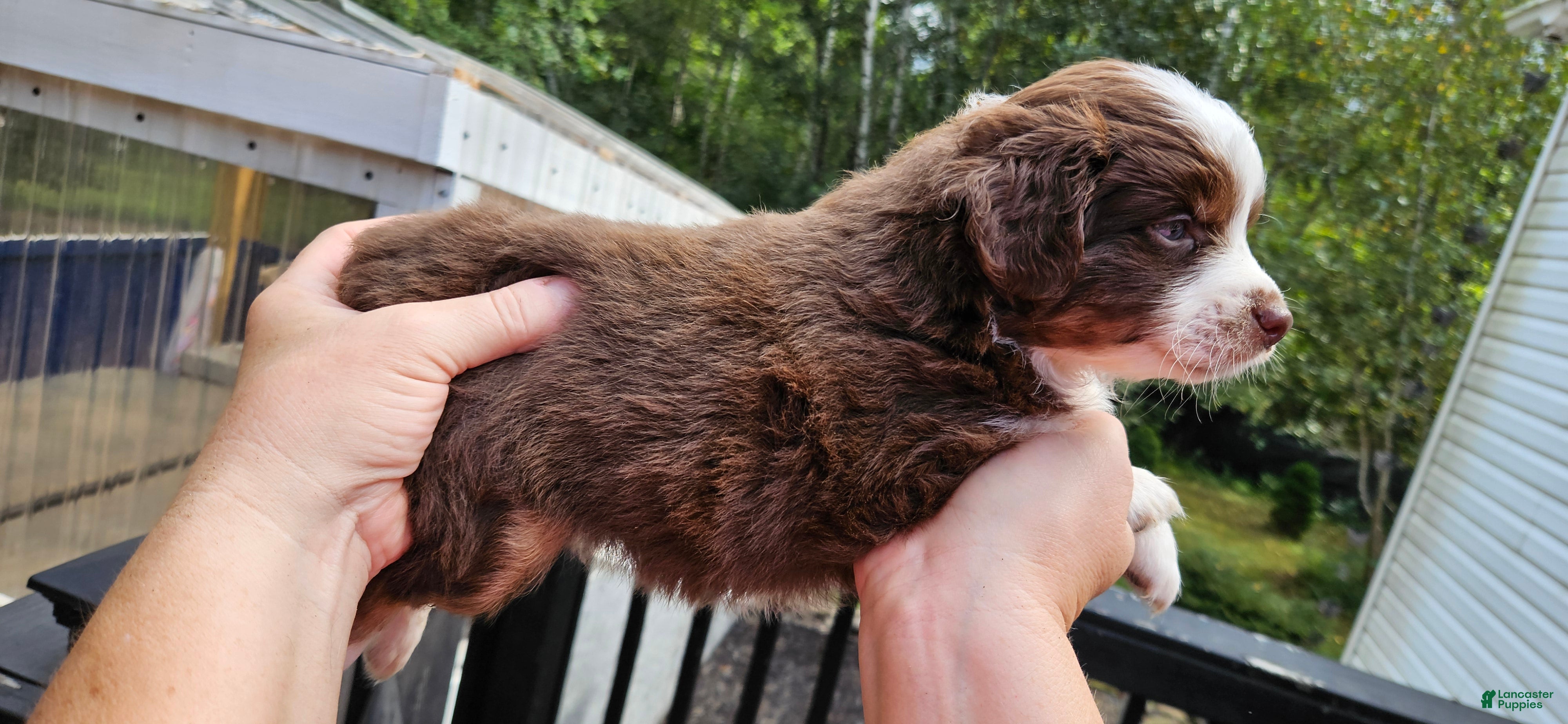 Miniature Australian Shepherd dogs Miniature Australian Shepherd 2 - Ad 16