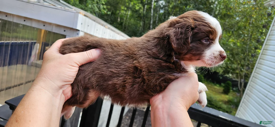 Miniature Australian Shepherd dogs for sale: Miniature Australian Shepherd 2 - Ad 1