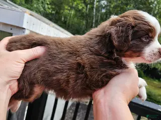 Miniature Australian Shepherd dogs Miniature Australian Shepherd 2 - Ad 13