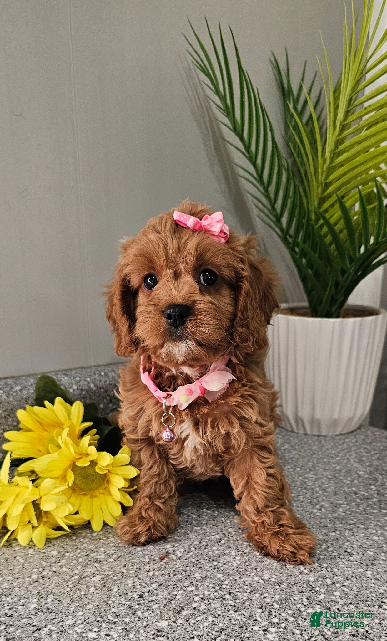 Cavapoo dogs Cavapoo Puppy 1 - Ad 1