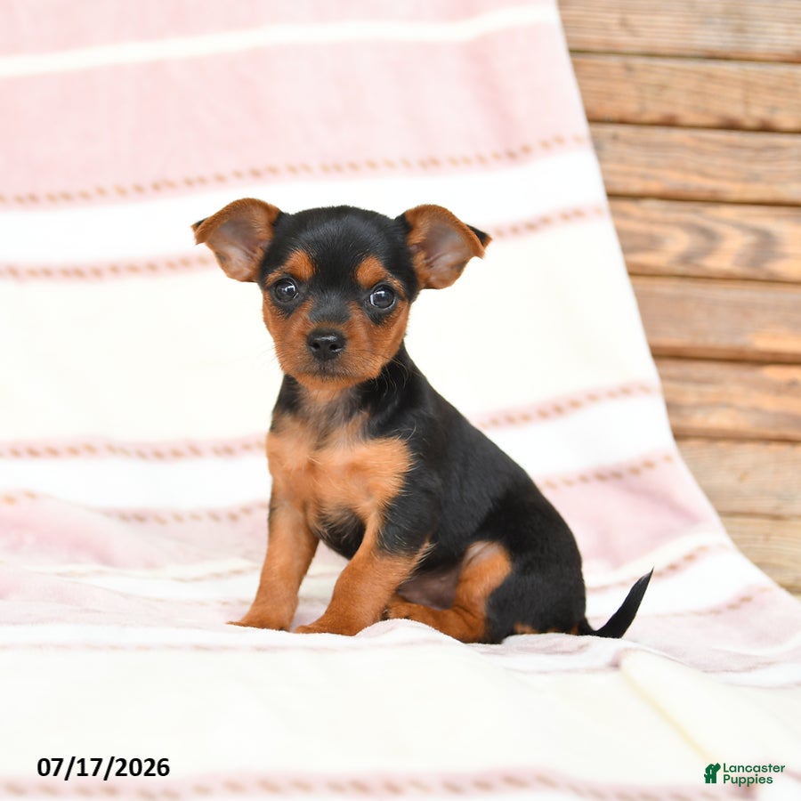 Yorkshire Terrier dogs Qwirkle - Ad 2