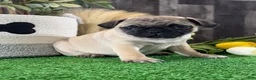Pug dogs for sale: Princess  - Ad 5